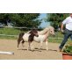 Minipony Fohlen BENNY, Shetland Pony - Hengst