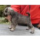 Minischnauzer Welpen, Zwergschnauzer - Hündin