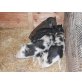 Minischwein - weiblich