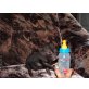 Minischwein - weiblich