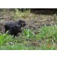 Minischwein - weiblich