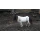 Minishetland Stute J´A Dore v.d. Vaarhorst, Shetland Pony - Stute