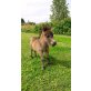 Minishetlandpony Fohlen, Minishetlandpony - Stute