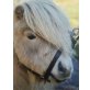 Minishetlandpony GOLD, Minishetlandpony - Hengst