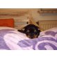Miniyorkshire mit Papieren, Yorkshire Terrier Welpen - Rüde