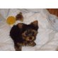Miniyorkshirehündin, Yorkshire Terrier - Hündin