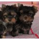 Miniyorky Rudi,Romi,Rosa mit Papieren, Yorkshire Terrier Welpen - Rüde
