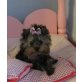Miniyorky Sweety mit Ahnentafel, Yorkshire Terrier Welpen - Hündin