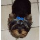 Miniyorky , Yorkshire Terrier - Rüde