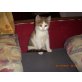 Minka, BKH Mix - Katze