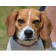 Minka, Beagle - Hündin