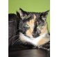 Minka, Europäische Kurzhaarkatze - Katze