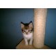 Minka, Europäische Kurzhaarkatze - Katze