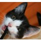 Minka - Katze