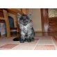 Minka, Langhaar zugelaufen - Katze