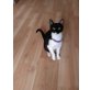 Minka, Minka sucht ein Zuhause - Katze