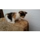 Minka, Perser / Hauskatze - Katze