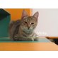 Minka geb. 08/2019 Tiger sucht Körbchen - Katze
