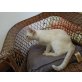 Minka und Molly, Siamesen - Katze