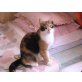 Minki, Hauskatze - Katze
