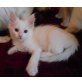 Minki, Maine Coon - Katze