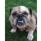 Minna 4, englische Bulldogge - Hündin