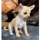 Minni, Chihuahua kurzhaariger Schlag - Hündin