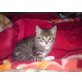 Minni, Europäisch Kurzhaar - Katze