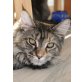 Minni, Maine Coon - Katze