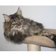 Minni Maus, Maine Coon - Katze