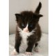 Minni und Co, Maine Coon - Katze