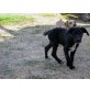Minnie, Labrador Mischling Welpen - Hündin