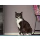 Minnie, Mischling - Katze