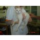 Minnie, Siamesen - Katze