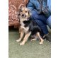 Minnie, süßes Mischlingsmädchen - Hündin