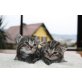 Minny und Maja, Britisch Kurzhaarkatze - Katze