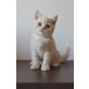 Minoas, Britisch Kurzhaarkatze - Kater