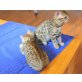 Minos, Bengalkatze - Kater