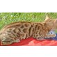 Minos, Bengalkatze - Kater