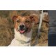 Minos, toller Familienhund - Rüde
