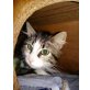 Minou, Langhaarschnucki sucht ihr Zuhause - Katze