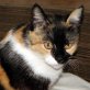 Minou, bunte - Katze