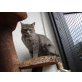 Minouche, Minouche eine Birma/Devon Rex Mischung - Katze