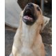 Minu, LabradorMix - Rüde