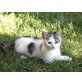Minusch, EKH - Katze