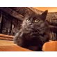 Minusch, Mischling - Katze