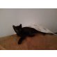 Mio, 1jähriger schwarzer Kater - Kater