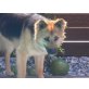 Mira, Altdeutsche Schäferhunde - Hündin