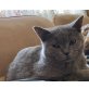 Mira, Britisch Kurzhaarkatze - Katze