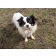 Mira, Chihuahua-Mischling - Hündin